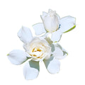 Tall Gardenia Evergreen Shrub 2 Gallon Potted Plant T934