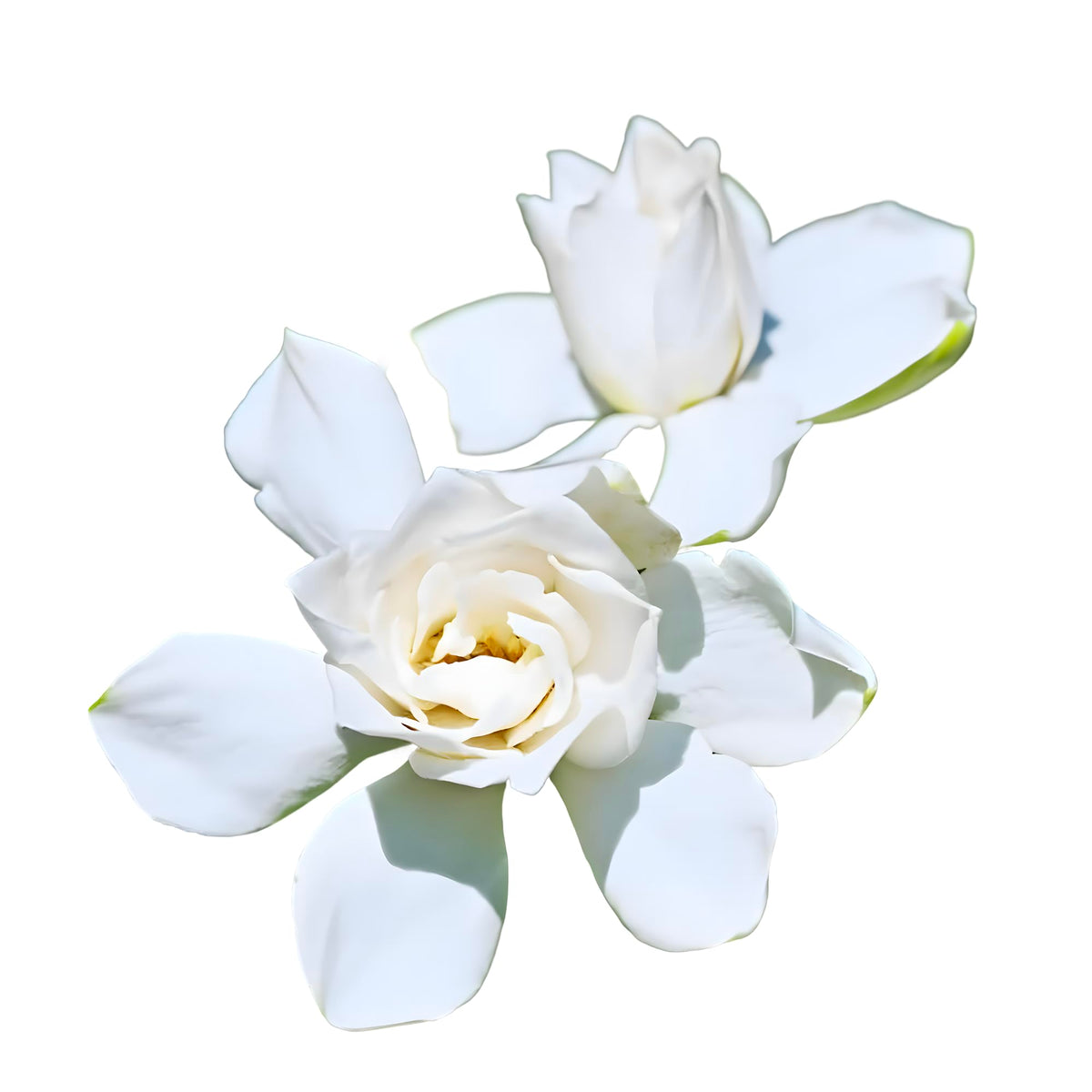 Tall Gardenia Evergreen Shrub 2 Gallon Potted Plant T934