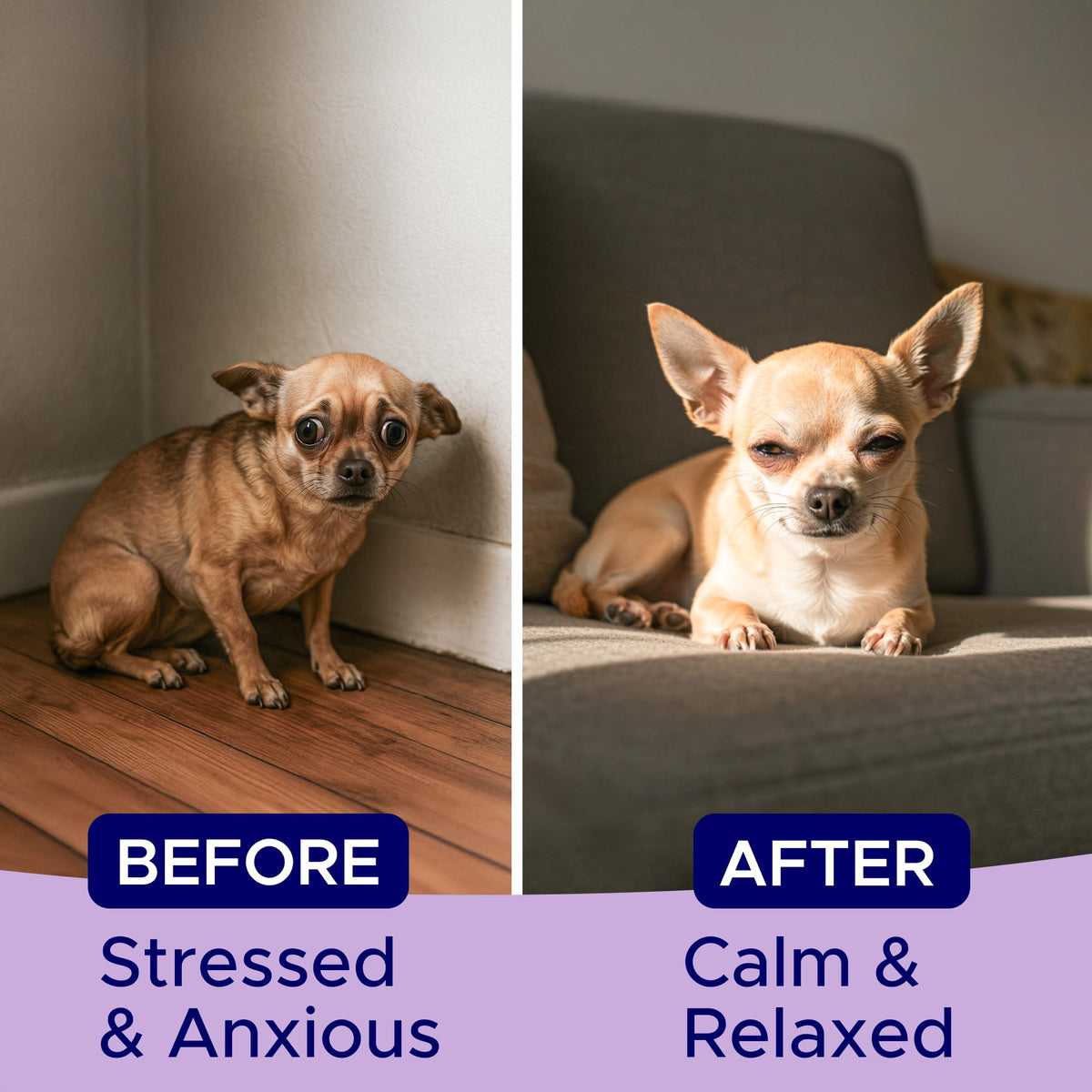 Calming Chews for Dogs 60Ct V6089