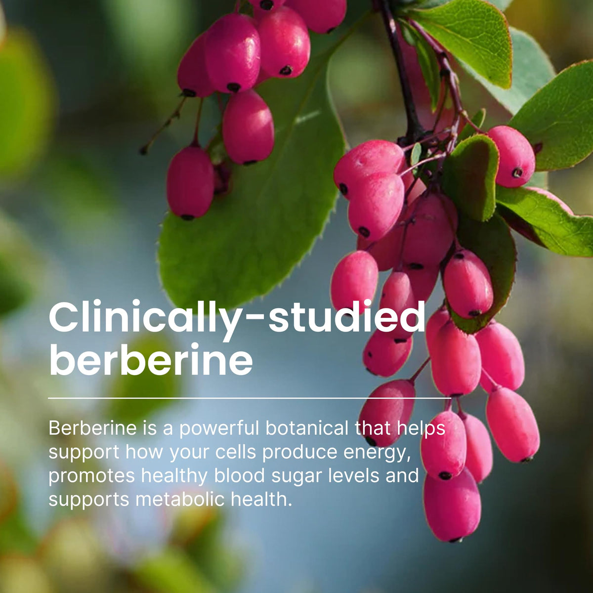 550mg Berberine Capsules 30 Ct Q682403