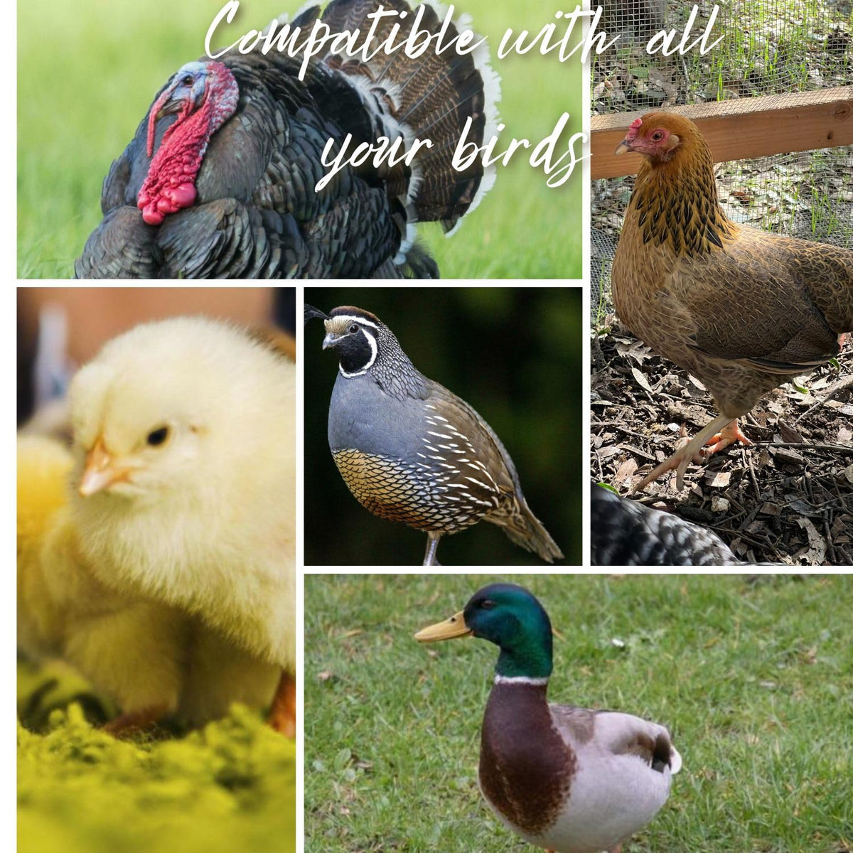 Leak Resistant Automatic Chicken Waterer Cups 8pk B450061